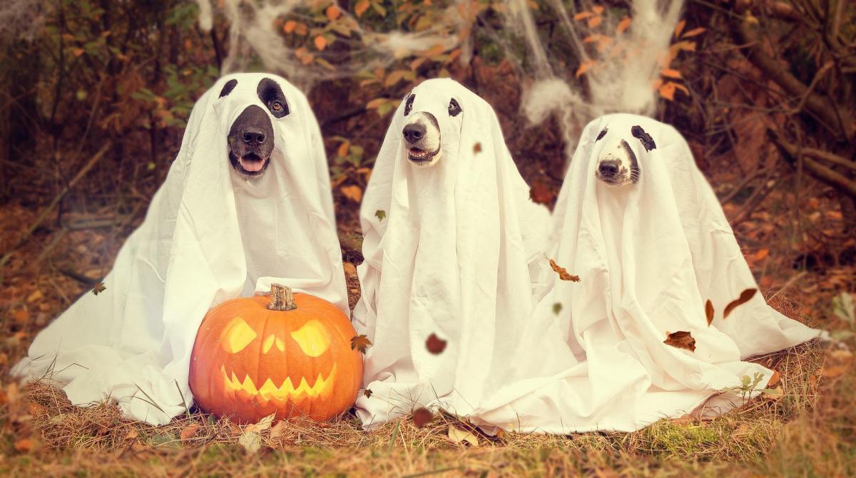 Halloween 2025 in Cedar City